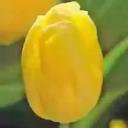 Sunny Prince